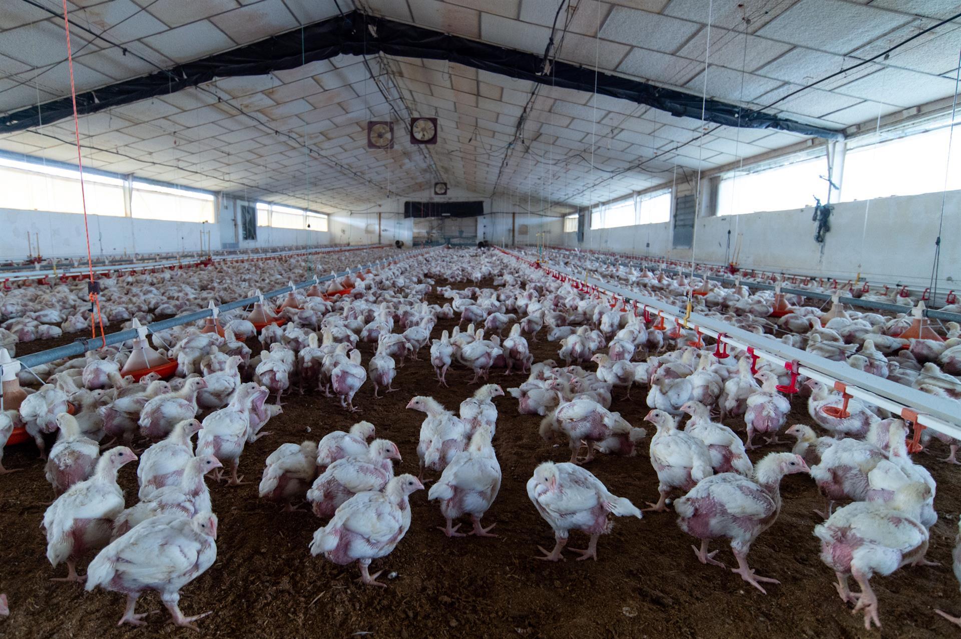 Espanya aixeca el confinament aviari, però el ministre Planas demana màxima cautela davant la grip aviària