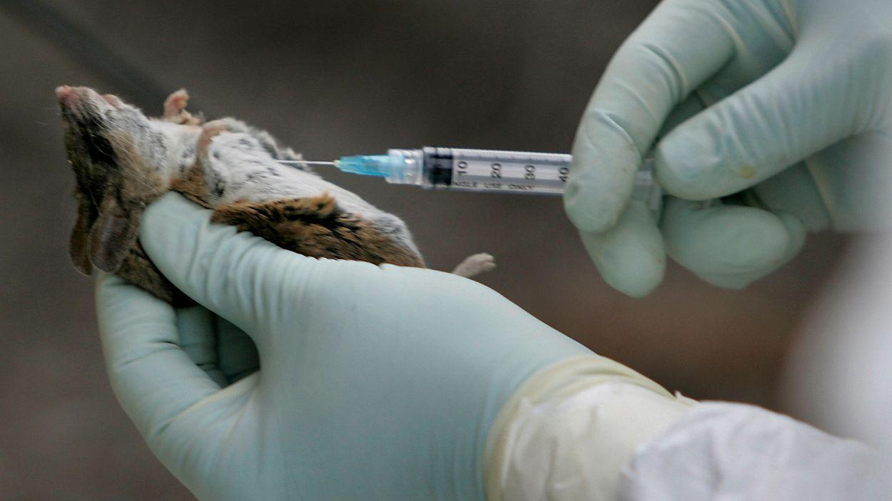 Control científic de ratolins portadors d'hantavirus a San Diego, Estats Units. EP