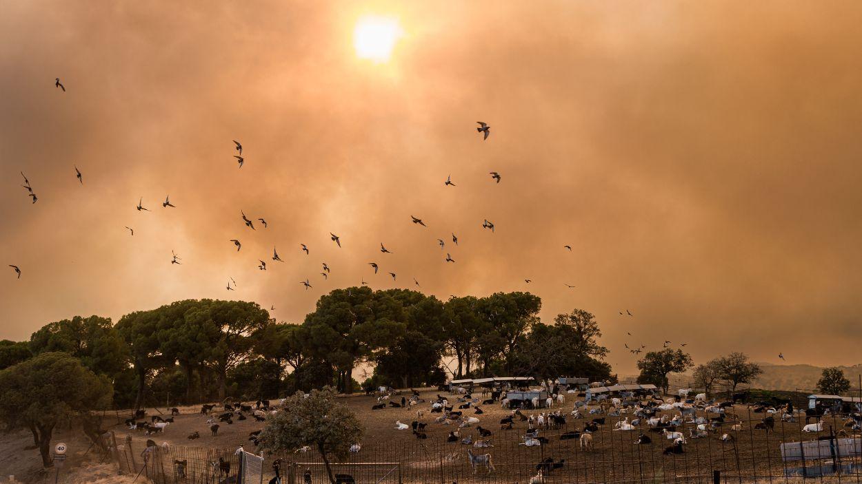 Incendi a San Martín de Valdeiglesias. EP.